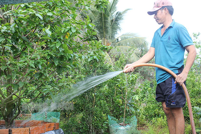 Anh Nguyễn Văn Út chăm sóc kiểng lá và mai vàng của gia đình.