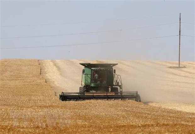 EU tạm thời cấm nhập khẩu một số lượng hạn chế sản phẩm từ Ukraine Thu hoạch lúa mì trên cánh đồng ở Izmail, vùng Odessa, Ukraine. (Ảnh: AFP/TTXVN)
