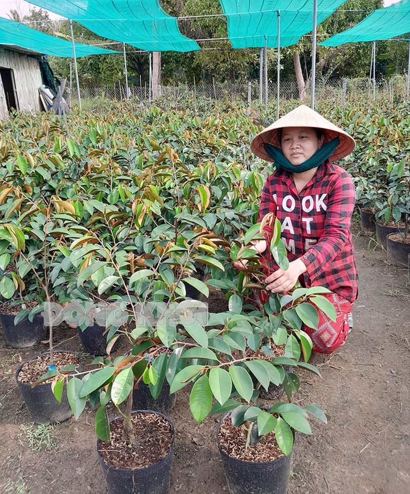 Khởi nghiệp từ sản xuất cây giống vú sữa Chị Lê Thị Kim Huê chăm sóc cây vú sữa giống.