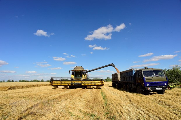 Nông dân thu hoạch lúa mỳ gần Melitopol, vùng Zaporizhzhia, Ukraine. (Ảnh: AFP/TTXVN)
