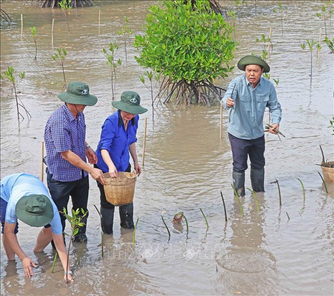 Phó chủ tịch nước Võ Thị Ánh Xuân (thứ hai từ bìa phải) cùng Bí thư Tỉnh ủy, Chủ tịch HĐND tỉnh Cà Mau Nguyễn Tiến Hải (bìa phải) trồng rừng tại Vườn Quốc gia Mũi Cà Mau. 