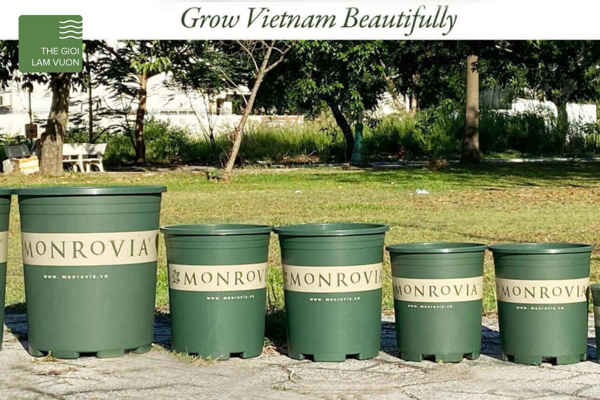 Mua chậu Monrovia ở đâu là tốt nhất? Đến ngay Thế Giới Làm Vườn