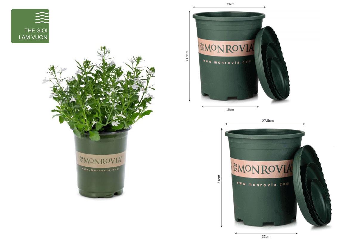 Mua chậu Monrovia ở đâu là tốt nhất? Đến ngay Thế Giới Làm Vườn