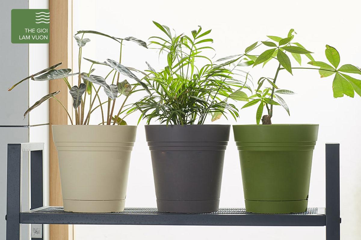 Mua chậu Monrovia ở đâu là tốt nhất? Đến ngay Thế Giới Làm Vườn