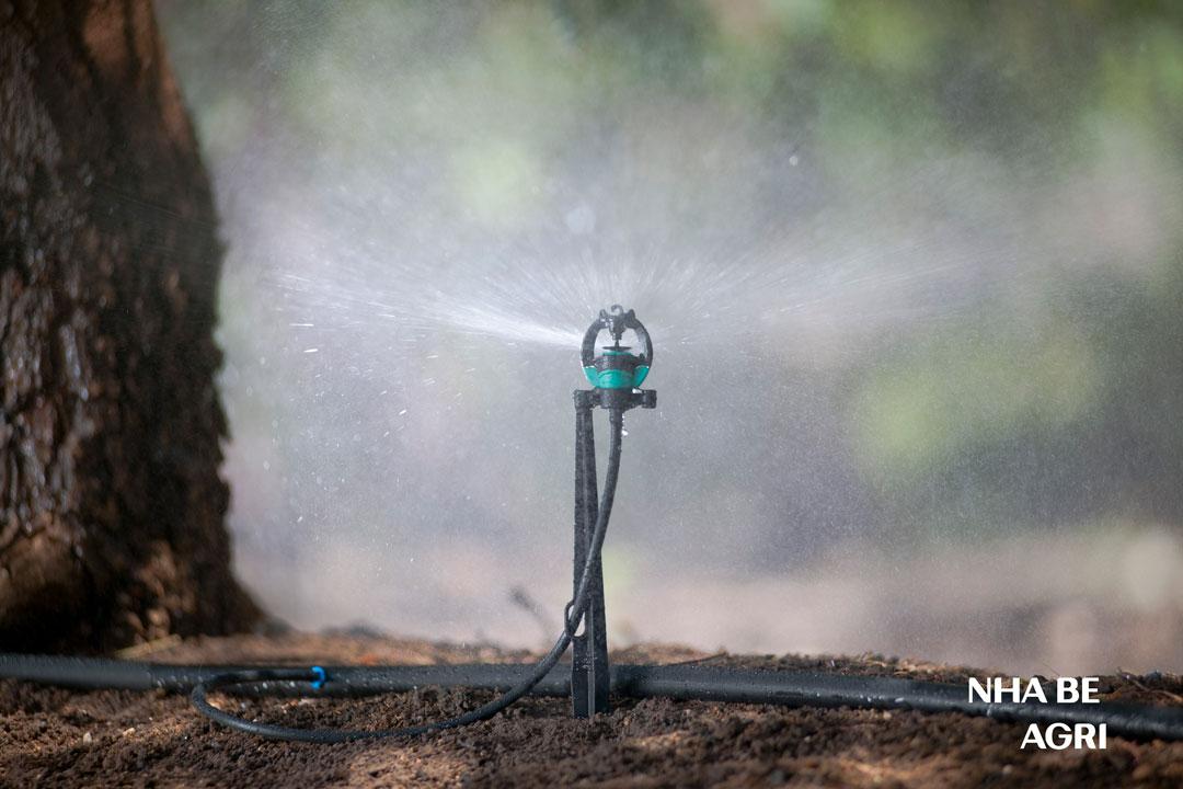 Chi phí lắp đặt hệ thống tưới sầu riêng bằng béc tưới Nhà Bè Agri