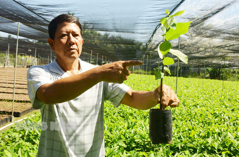 5 năm vượt khó hướng đến thành công Nông dân sản xuất giỏi cấp huyện Nguyễn Văn Chót chăm sóc vườn mãng cầu dai.