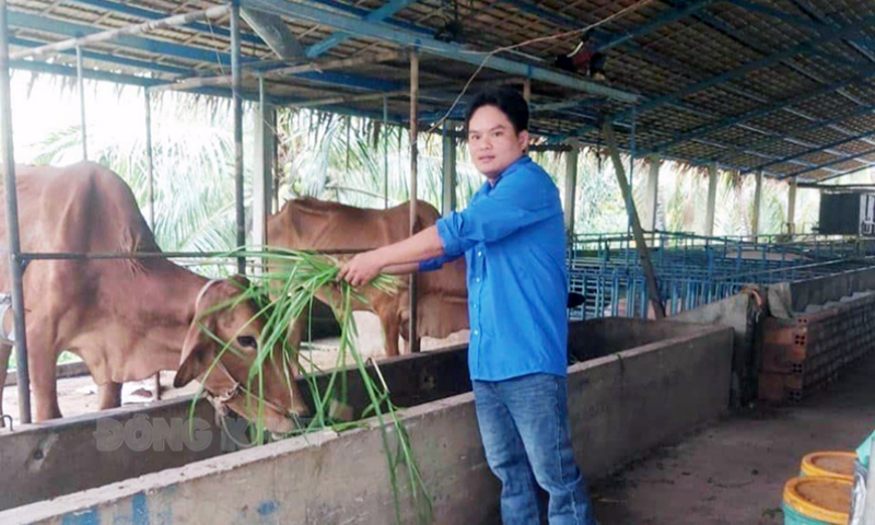 Nuôi bò sinh sản ở xã Tân Thanh, huyện Giồng Trôm.