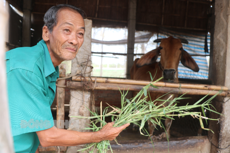 Một hộ nghèo tại xã Bảo Thuận, huyện Ba Tri được hỗ trợ vay vốn chăn nuôi bò.