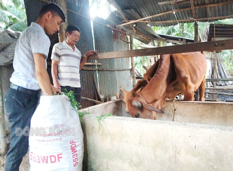 Mô hình chăn nuôi bò sinh sản của hộ anh Nguyễn Văn Sang, ấp Giồng Lực, xã Tân Lợi Thạnh.