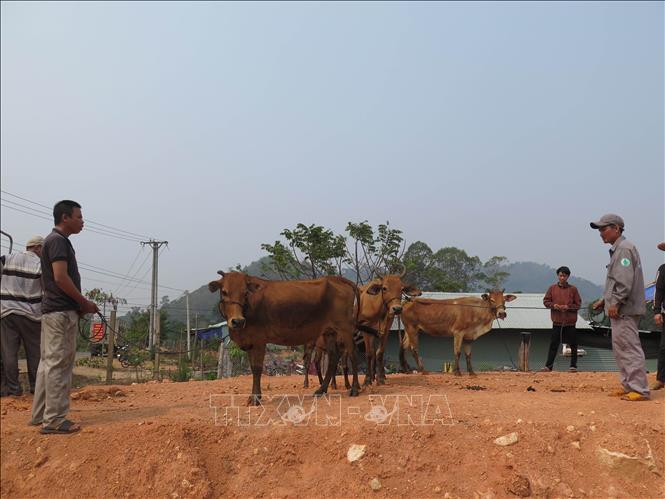 UBND xã biên giới Ia Dom, huyện Ia H’Drai, tỉnh Kon Tum, tổ chức trao 30 con bò cho các hộ dân có hoàn cảnh khó khăn trên địa bàn xã. Ảnh tư liệu: Dư Toán/TTXVN