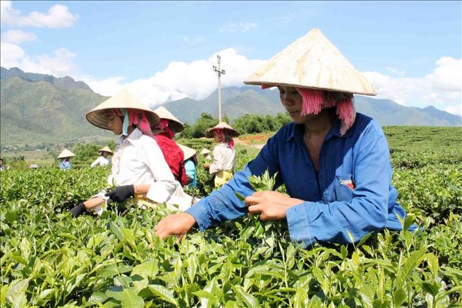 Nhiều hộ dân ở huyện Tân Uyên, Lai Châu thoát nghèo và vươn lên làm giàu nhờ cây chè. Ảnh minh họa: Công Tuyên/TTXVN