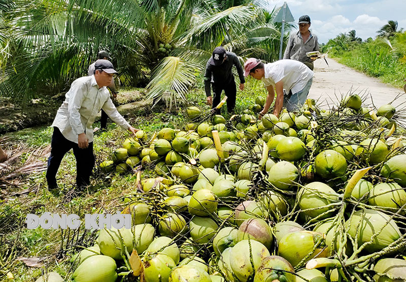 Hình ảnh Thực Tế Trái Dừa Mùa Hè Vật Liệu Vector PNG Miễn Phí Tải Về   Lovepik