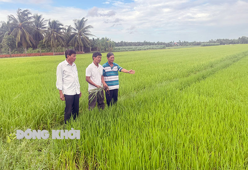 Anh Phạm Văn Nhựt (đứng giữa) cùng nông dân xã Phong Nẫm ra thăm đồng, ruộng lúa tím. Ảnh: Cẩm Trúc