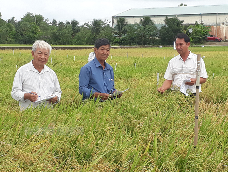 Anh Phạm Văn Nhựt (đứng giữa) cùng với nông dân tiêu biểu các tỉnh đồng bằng sông Cửu Long đánh giá chất lượng các giống lúa mới do các nông dân tự lai tạo. Ảnh: Cẩm Trúc