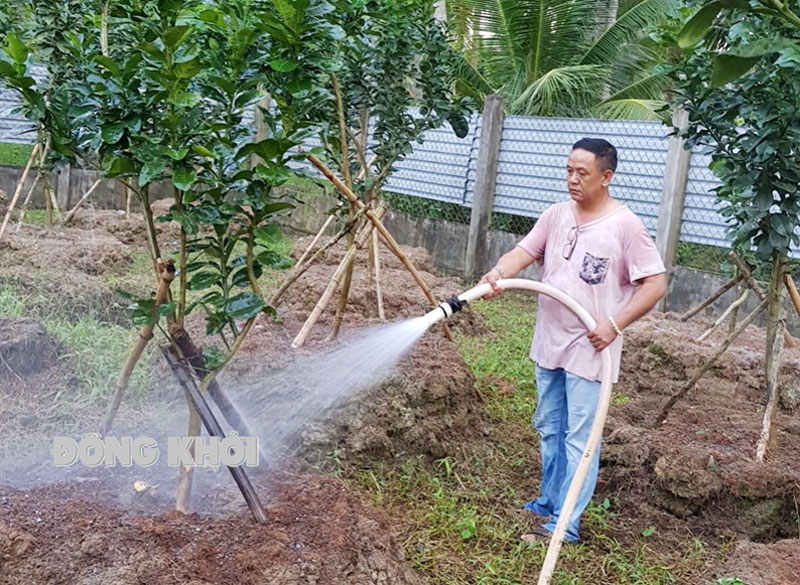 Cựu chiến binh Phạm Hoàng Phong chăm sóc vườn bưởi của gia đình.