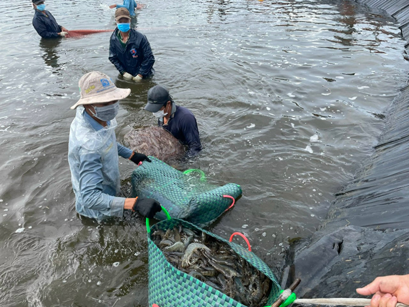 Nuôi tôm công nghệ cao đem lại năng suất và thu nhập cao cho người dân. Ảnh: N. Duy