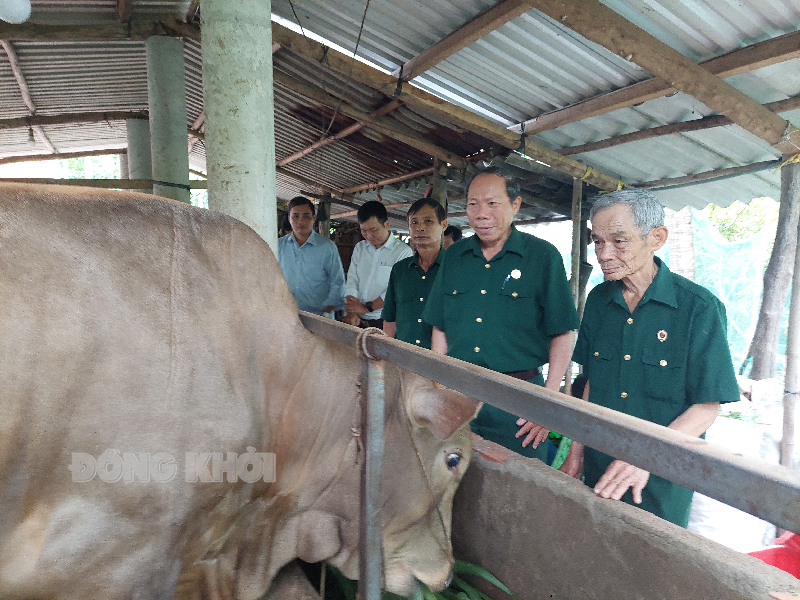 Cựu chiến binh Nguyễn Văn Cưng (bìa phải) bên mô hình chăn nuôi bò thịt thoát nghèo năm 2021.