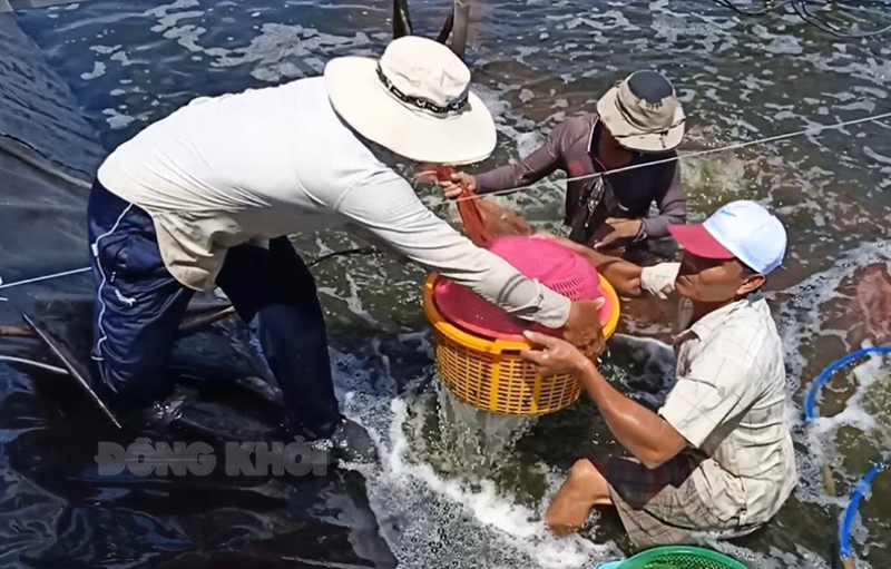 Chương trình “Thu vỏ cũ đổi sản phẩm mới” Vuông tôm sử dụng sản phẩm AEC Copefloc.