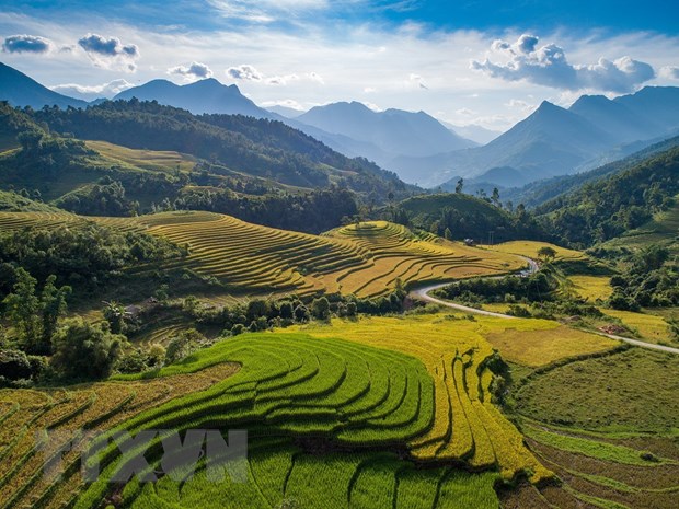 Vẻ đẹp quyến rũ của Sa Pa (Lào Cai) mùa lúa chín. (Ảnh: Quốc Khánh/TTXVN)