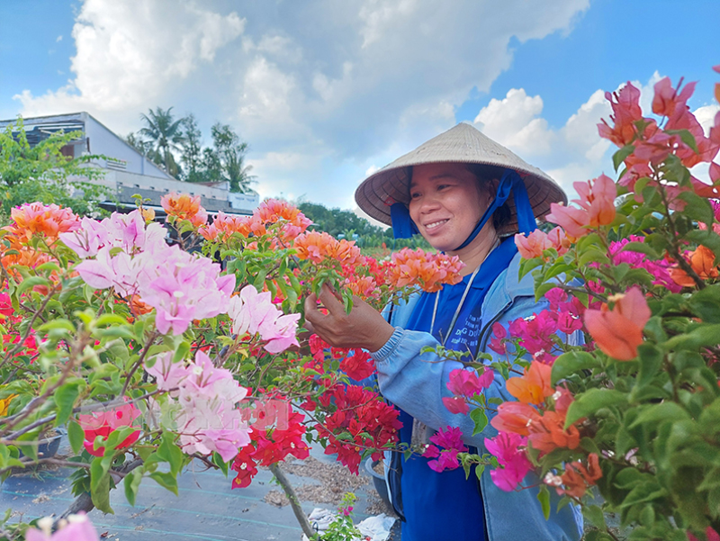 Tạo môi trường hỗ trợ thanh niên khởi nghiệp Chị Dương Thị Tuyết Nhung khởi nghiệp nghề hoa, kiểng tại huyện Chợ Lách.