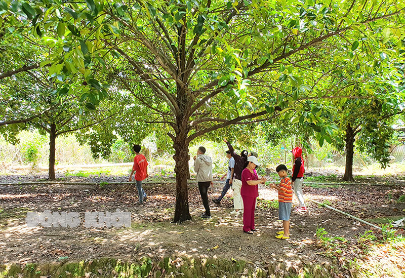 Du khách vui chơi, hái trái cây tại Nguyễn Gia Farmstay, Chợ Lách. Ảnh: Thanh Đồng