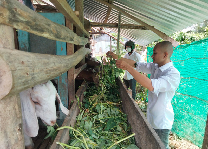 Mô hình nuôi dê sinh sản của hộ anh Nguyễn Duy Phong, ấp An Bình, xã An Hiệp.