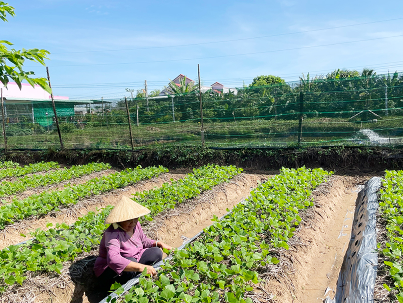 Mô hình trồng màu giảm nghèo tại xã Thừa Đức.