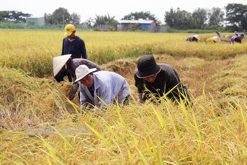 Thu hoạch vụ lúa Hè Thu trên cánh đồng mẫu xã An Bình Tây.