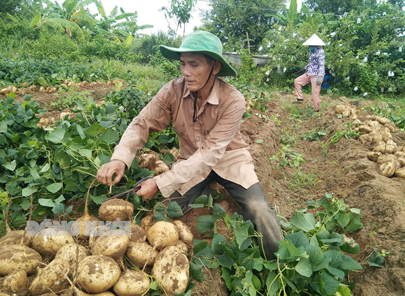 Ông Nguyễn Văn Rê thu hoạch củ sắn.
