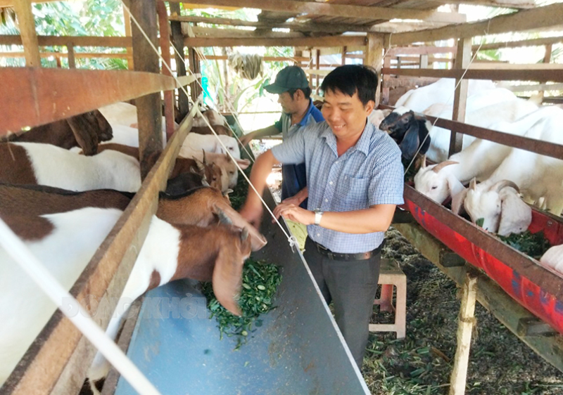 Mô hình sinh kế thoát nghèo bền vững từ chăn nuôi dê sinh sản ở xã Phong Nẫm, huyện Giồng Trôm.