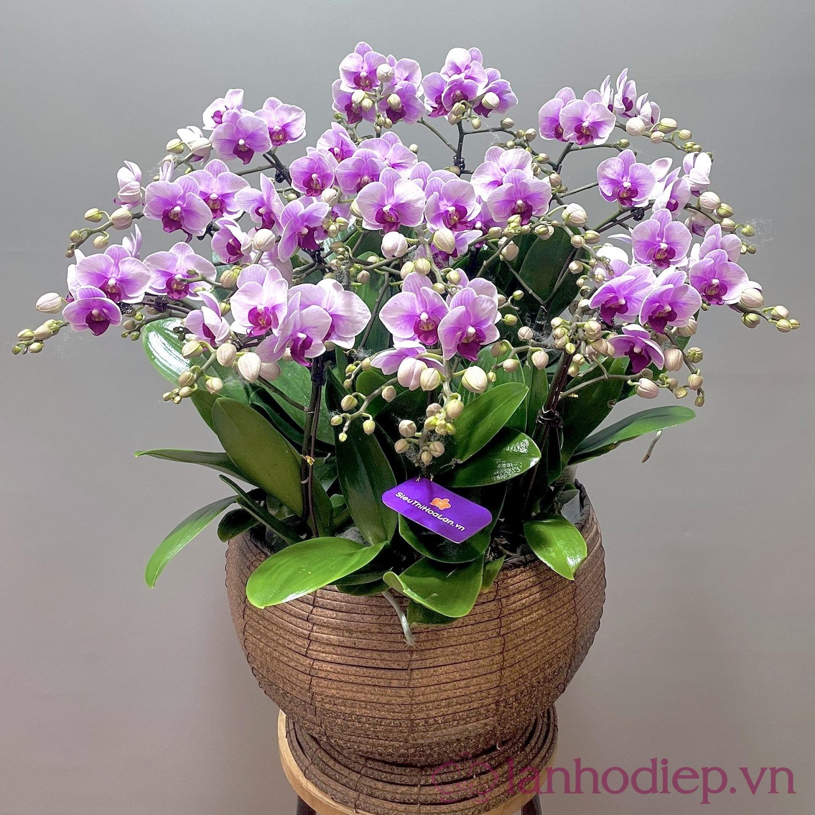 Top 5 loài cây cho 20-10 đẹp, ý nghĩa dành tặng phụ nữ Việt Nam