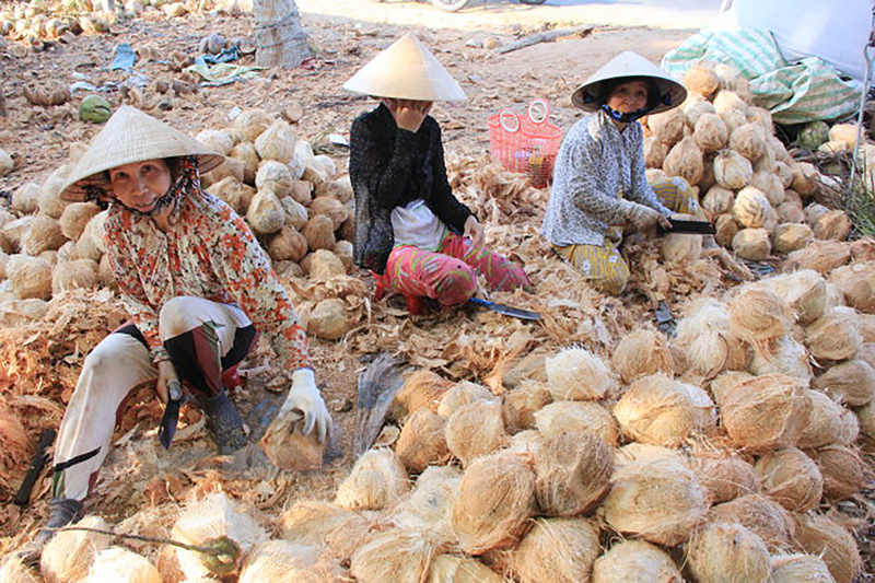 Sơ chế dừa tại xã Đa Phước Hội, huyện Mỏ Cày Nam. Ảnh: CTV