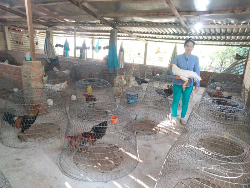 Mô hình chăn nuôi gà thoát nghèo bền vững của hộ bà Nguyễn Thị Kim Ly, ấp Phụng Đức A, xã Phú Phụng.
