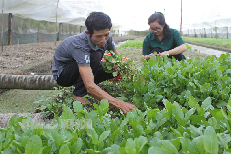 Ông Hồ Minh Hiệp chăm sóc cải non trong nhà lưới.