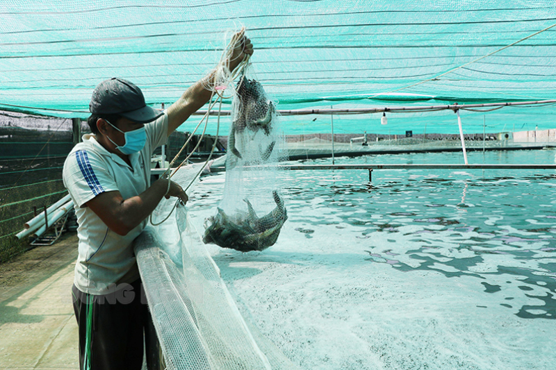 Bến Tre có nguồn nguyên liệu tôm nuôi dồi dào theo phương pháp xi-phông, đạt kích cỡ 30 - 35 con/kg.