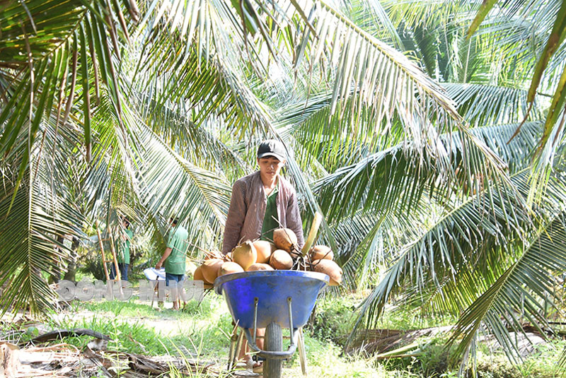 Quản lý vùng trồng đối với cây dừa.