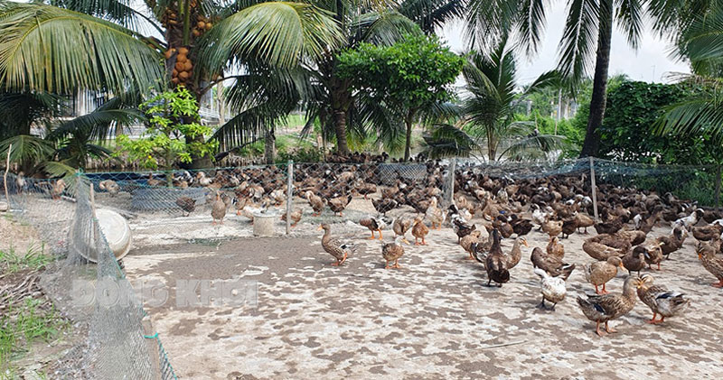 Ba Tri tích cực phòng chống vi-rút H5N1 trên gia cầm Đàn vịt của một hộ dân tại Ấp 6, xã An Bình Tây, huyện Ba Tri.