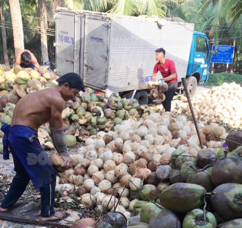 Hợp tác xã Nông nghiệp Lộc Thuận duy trì và phát huy hiệu quả hoạt động theo hướng xanh, sạch.