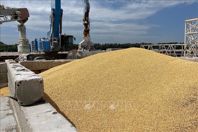 Ngũ cốc được chất tại cảng biển Izmail, vùng Odesa, Ukraine ngày 22-7-2023. Ảnh: AFP/TTXVN
