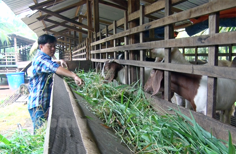 Chung tay mở rộng lối về Anh Đ.H.Th chăm sóc đàn dê của gia đình.