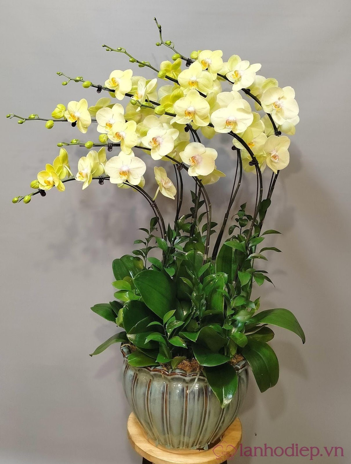 Top chậu Lan Hồ Điệp ý nghĩa nhân dịp 20-11