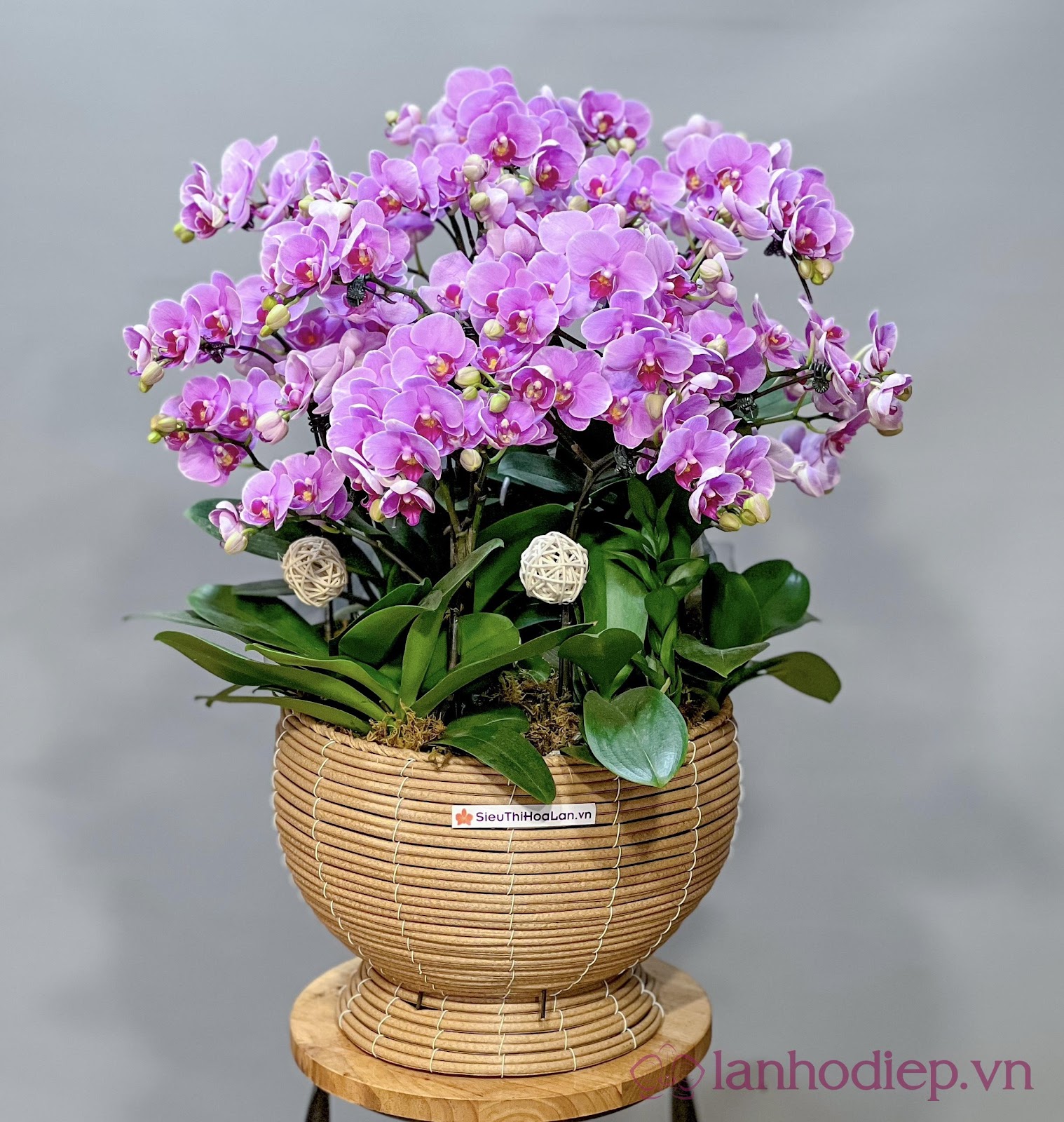 Top chậu Lan Hồ Điệp ý nghĩa nhân dịp 20-11