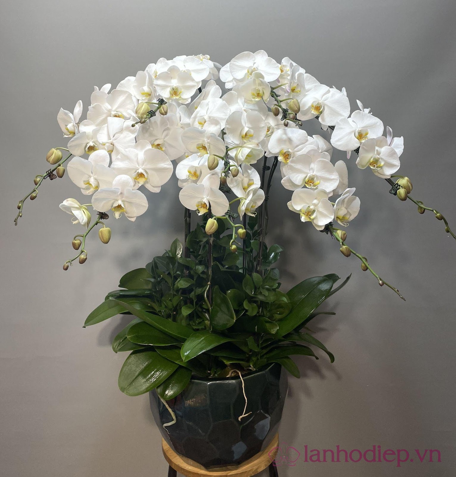 Top chậu Lan Hồ Điệp ý nghĩa nhân dịp 20-11