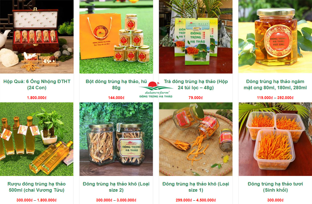 Có nên uống đông trùng hạ thảo thường xuyên không? Mua đông trùng hạ thảo ở đâu là tốt nhất?