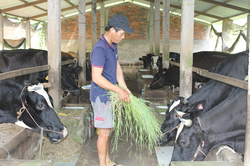 Ông Bùi Văn Thanh cung cấp thức ăn cho đàn bò sữa.