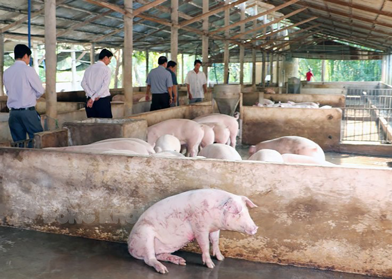 Một cơ sở chăn nuôi heo tại huyện Châu Thành đang triển khai các công tác phòng, chống dịch tả heo châu Phi.