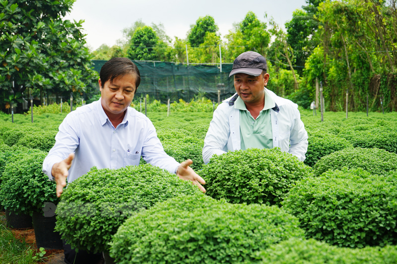 Cúc mâm xôi nuôi cấy mô được nông dân Chợ Lách trồng khảo nghiệm.