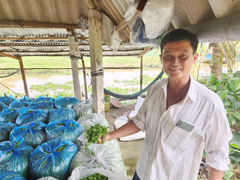 Anh Trần Thanh Phong phân phối rau đắng giao cho khách hàng.