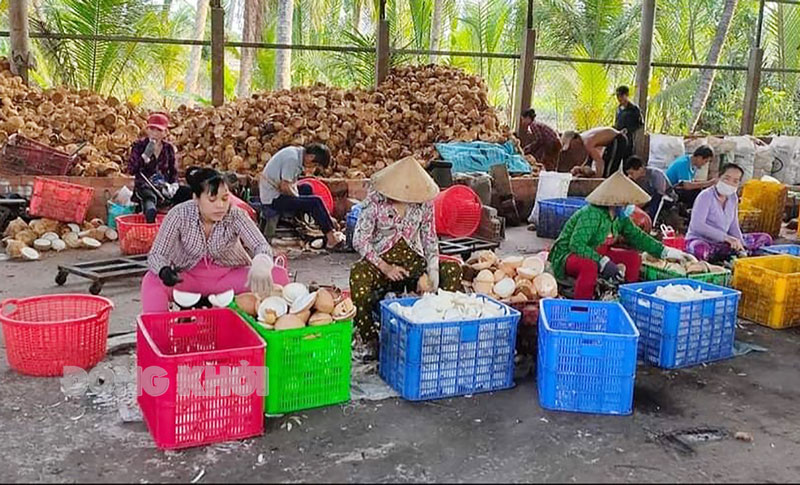 Minh Đức phát huy sức dân xây dựng nông thôn mới nâng cao Với sản phẩm chủ lực là cây dừa, Minh Đức hiện có 269,76ha đã được cấp mã số vùng nguyên liệu.