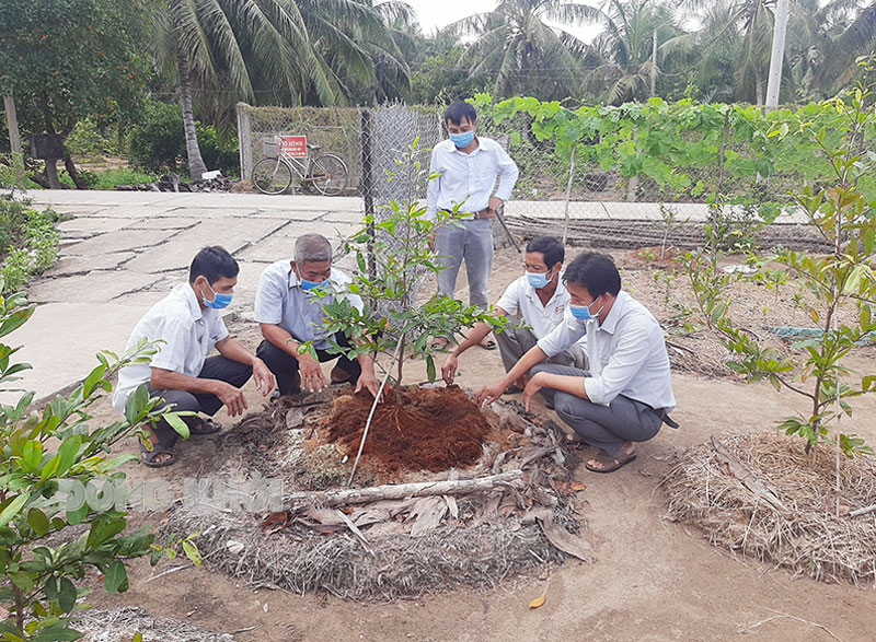 Triển vọng Tổ hợp tác Mai vàng xã Hòa Lợi Cây mai vàng ở xã Hòa Lợi có triển vọng phát triển rất lớn.